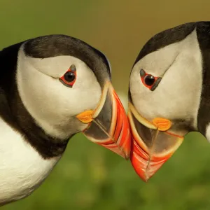 Atlantic Puffins (Fratercula arctica) pair bill rubbing, part of ritual courtship