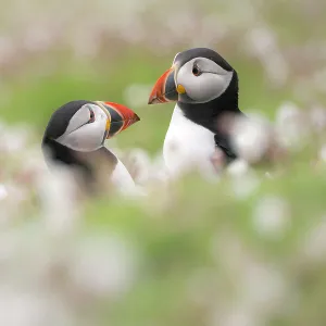 Atlantic puffins (Fratercula arctica) amongst flowering Sea campion (Silene uniflora), Skomer Island, Pembrokeshire, Wales, UK. May