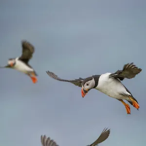 Atlantic Puffins (Fratercula arctica) flying near cliff top, Isle of Lunga, Isle of Mull