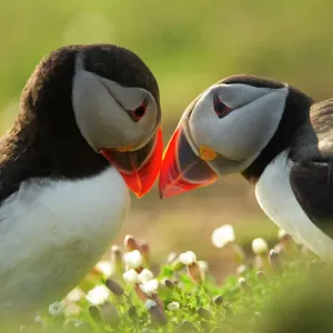 Atlantic Puffins Bill Rubbing Print, Skomer Island Atlantic Puffins Bill Rubbing Print, Skomer Island