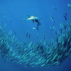 Atlantic sailfish (Istiophorus albicans) attacking a school of Spanish Ssrdines (Sardinella aurita), Isla Mujeres, Mexico, Gulf of Mexico Atlantic sailfish (Istiophorus albicans) attacking a school of Spanish Ssrdines (Sardinella aurita), Isla Mujeres, Mexico, Gulf of Mexico