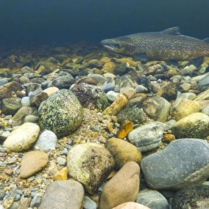 Atlantic salmon (Salmo salar) on breeding territory in the River Ness, Scotland, UK, January