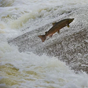 Atlantic salmon (Salmo salar) leaping up the cauld at Philphaugh Salmon Viewing Centre near Selkirk