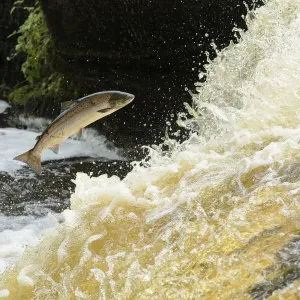 Atlantic Salmon Print: A leaping fish in mid-air over a waterfall Atlantic Salmon Print: A leaping fish in mid-air over a waterfall