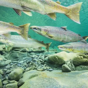 Atlantic Salmon Print - Migrating for Spawning in River Atlantic Salmon Print - Migrating for Spawning in River