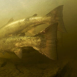 Atlantic salmon (Salmo salar) migrating upstream to spawn, Umelven, Sweden, July 2009