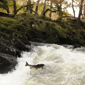 Atlantic salmon (Salmo salar) moving upriver to spawn. Lligwy River nr Betws y Coed Atlantic salmon (Salmo salar) moving upriver to spawn. Lligwy River nr Betws y Coed