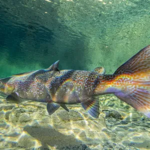 Le portrait de saumon atlantique (Salmo salar), migreant pour se reproduire dans une rivière, péninsule du Gaspé. Le portrait de saumon atlantique (Salmo salar), migreant pour se reproduire dans une rivière, péninsule du Gaspé.