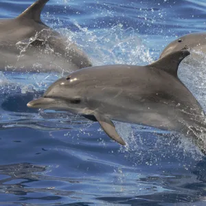 Atlantic spotted dolphin (Stenella frontalis) juvenile porpoising, with pod, Tenerife