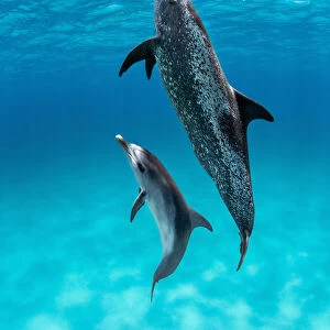 Atlantic spotted dolphin (Stenella frontalis) with juvenile swimming towards surface over a shallow sand bank, Little Bahama Bank, Bahamas, Atlantic Ocean
