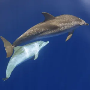 Atlantic spotted dolphin (Stenella frontalis) adult and juvenile near surface Atlantic spotted dolphin (Stenella frontalis) adult and juvenile near surface