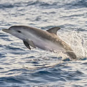 Atlantic spotted dolphin (Stenella frontalis) juvenile porpoising, Tenerife Atlantic spotted dolphin (Stenella frontalis) juvenile porpoising, Tenerife