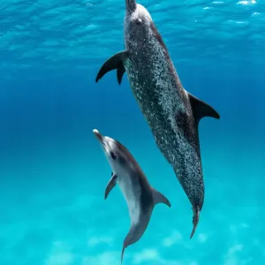Atlantic Spotted Dolphin Print: Juvenile Swimming Over Shallow Sand Bank