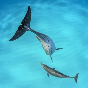 Atlantic spotted dolphin (Stenella frontalis) mother and young swimming over a shallow Atlantic spotted dolphin (Stenella frontalis) mother and young swimming over a shallow