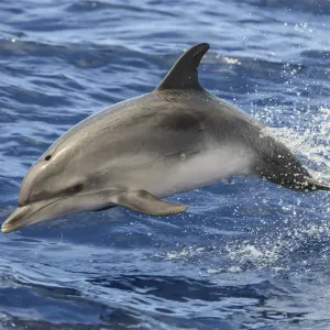 Atlantic spotted dolphin (Stenella frontalis) porpoising, Santa Maria island, Azores Atlantic spotted dolphin (Stenella frontalis) porpoising, Santa Maria island, Azores