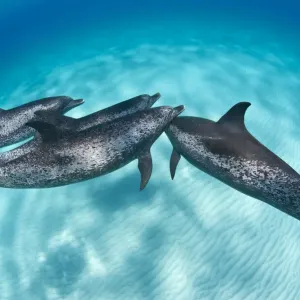 An Atlantic spotted dolphin (Stenella frontalis) rejoins its pod over a shallow sand bank An Atlantic spotted dolphin (Stenella frontalis) rejoins its pod over a shallow sand bank