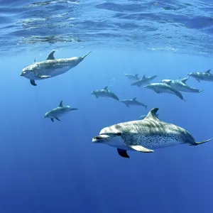 Atlantic spotted dolphins, (Stenella frontalis), Formigas Islet dive site