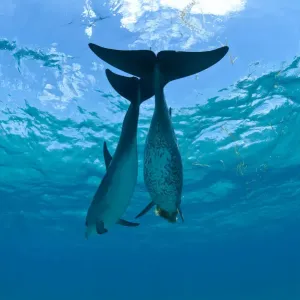 Deux dauphins à points rouges de l'Atlantique (Stenella frontalis) sur un banc de sable peu profond. Deux dauphins à points rouges de l'Atlantique (Stenella frontalis) sur un banc de sable peu profond.