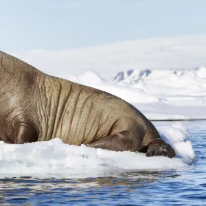 Atlantic walrus (Odobenus rosmarus rosmarus) hauled out on ice floe, Svalbard, Norway