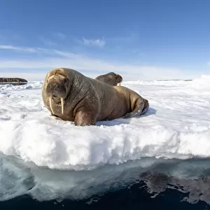 Atlantic walrus (Odobenus rosmarus rosmarus), two hauled out on ice. Svalbard, Norway