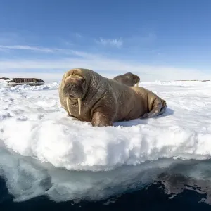 Atlantic walrus (Odobenus rosmarus rosmarus), two hauled out on ice. Svalbard, Norway Atlantic walrus (Odobenus rosmarus rosmarus), two hauled out on ice. Svalbard, Norway
