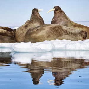 Atlantic walruses (Odobenus rosmarus) resting on ice, with two large individuals facing