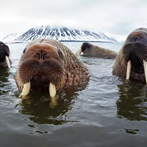 Atlantic walruses (Odobenus rosmarus rosmarus) hanging out in shallow water in Svalbard, , Norway, June