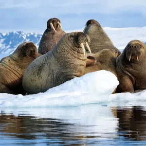 Atlantic walruses (Odobenus rosmarus rosmarus) group hauled out and resting on ice floe, Svalbard, Norway, June Atlantic walruses (Odobenus rosmarus rosmarus) group hauled out and resting on ice floe, Svalbard, Norway, June