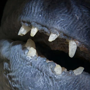 Atlantic wolffish (Anarhichas lupus) close-up of mouth, Saltstraumen, Bod, Norway