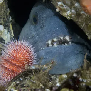 Atlantic wolffish (Anarhichas lupus) approaching Sea urchin, Saltstraumen, Bod, Norway Atlantic wolffish (Anarhichas lupus) approaching Sea urchin, Saltstraumen, Bod, Norway