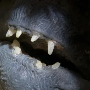 Atlantic wolffish (Anarhichas lupus) close-up of mouth, Saltstraumen, Bod, Norway Atlantic wolffish (Anarhichas lupus) close-up of mouth, Saltstraumen, Bod, Norway