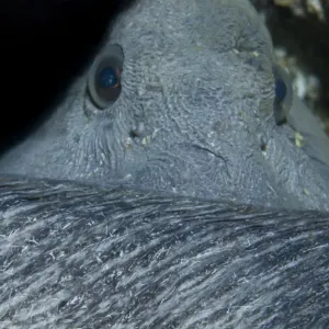 Atlantic wolffish (Anarhichas lupus) curled with its head behind its back, Saltstraumen Atlantic wolffish (Anarhichas lupus) curled with its head behind its back, Saltstraumen