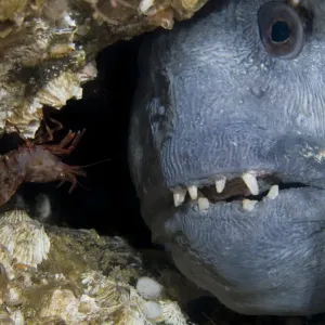 Atlantic wolffish (Anarhichas lupus) looking through hole in rocks, Saltstraumen Atlantic wolffish (Anarhichas lupus) looking through hole in rocks, Saltstraumen