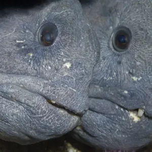 Two Atlantic wolffish (Anarhichas lupus) Saltstraumen, Bod, Norway, October 2008 Two Atlantic wolffish (Anarhichas lupus) Saltstraumen, Bod, Norway, October 2008