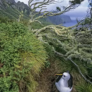 Atlantic yellow-nosed albatross (Thalassarche chlororhynchos). nesting amid ferns