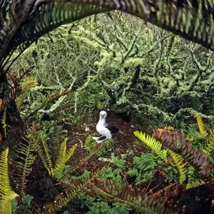 Atlantic yellow-nosed albatross (Thalassarche chlororhynchos)