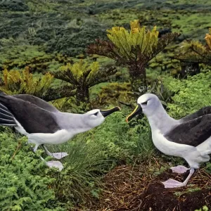 Atlantic yellow-nosed albatross courtship display Print Atlantic yellow-nosed albatross courtship display Print