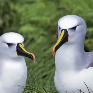 Atlantic yellow-nosed albatross (Thalassarche chlororhynchos) pair, Gough Island, Gough Atlantic yellow-nosed albatross (Thalassarche chlororhynchos) pair, Gough Island, Gough