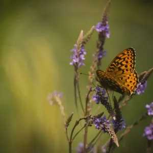 Atlantis frittilary (Speyeria atlantis) New Brunswick, Canada, July
