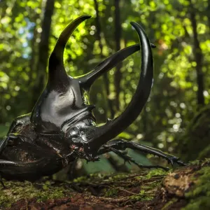 Atlas Beetle Print: A male Chalcosoma beetle with large horns Atlas Beetle Print: A male Chalcosoma beetle with large horns