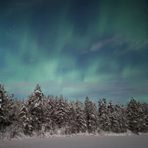 Aurora Borealis over snowy pine forest, Finland. February 2011