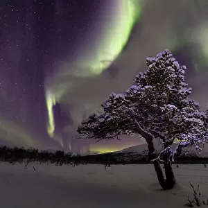 Aurora over lone pine tree in Abisko National Park, Abisko, North Sweden. February 2020
