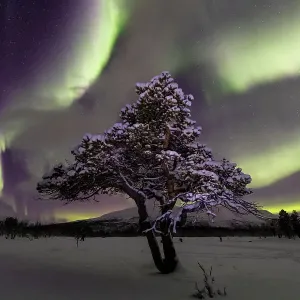 Aurora Borealis Print over Lone Pine Tree Aurora Borealis Print over Lone Pine Tree