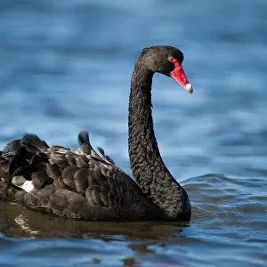 Australian Black Swan (Cygnus atratus) Bay of Shoals, Kingscote, Kangaroo Island