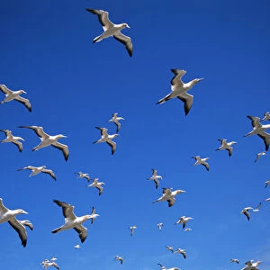 Australian gannets in flight {Morus serrator} Australia