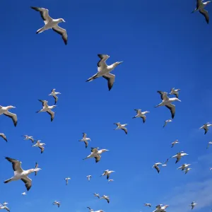 Australian gannets in flight {Morus serrator} Australia