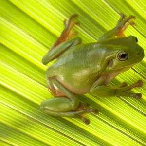 Australian green tree frog (Litoria caerulea) camouflaged on Palm leaf. Lake Argyle