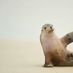 Australian Sea Lion (Neophoca cinerea) sitting on beach with one flipper up, Seal
