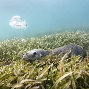 Australian sea lion (Neophoca cinerea) lying in a bed of sea grass, blowing bubbles. Carnac Island, Western Australia Australian sea lion (Neophoca cinerea) lying in a bed of sea grass, blowing bubbles. Carnac Island, Western Australia