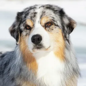 Australian Shepherd Head Portrait Print Australian Shepherd Head Portrait Print